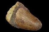 Cretaceous Fossil Crocodile Tooth - Morocco #122462-1